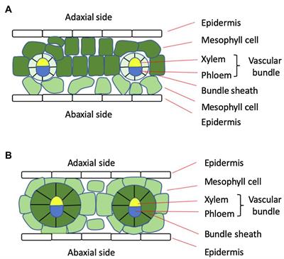 Challenges and Approaches to Crop Improvement Through C3-to-C4 Engineering